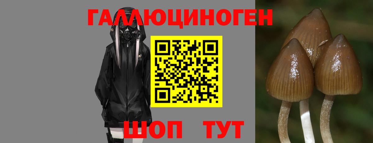 Галлюциногенные грибы прущие грибы  Галлюциногенные грибы мицелий  Новочебоксарск  Вход с VPN 